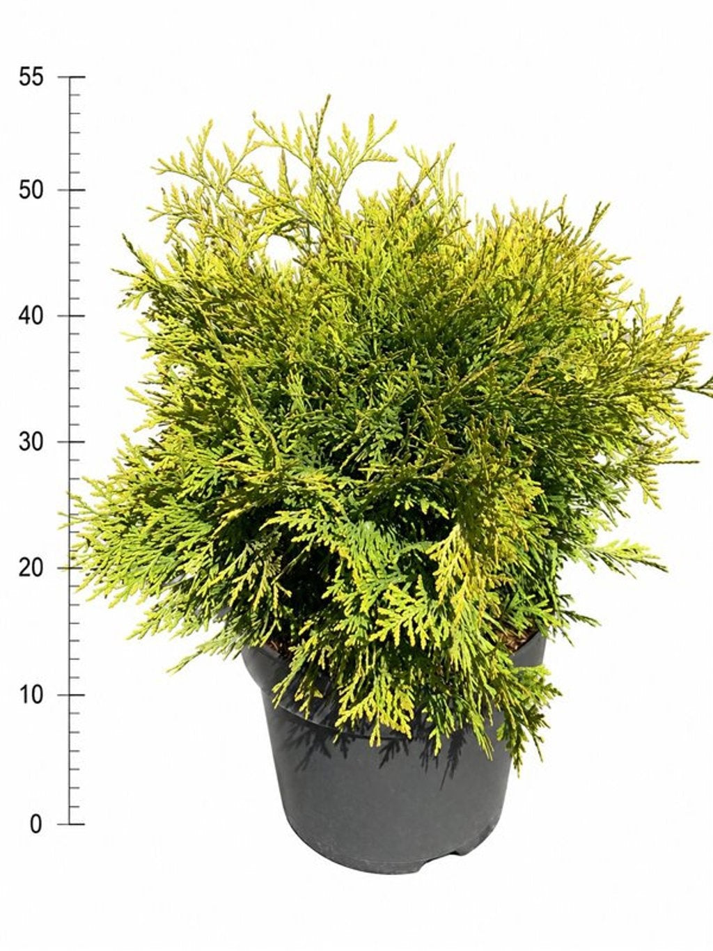 Thuja occidentalis Golden Globe 60cm 26cm Pot