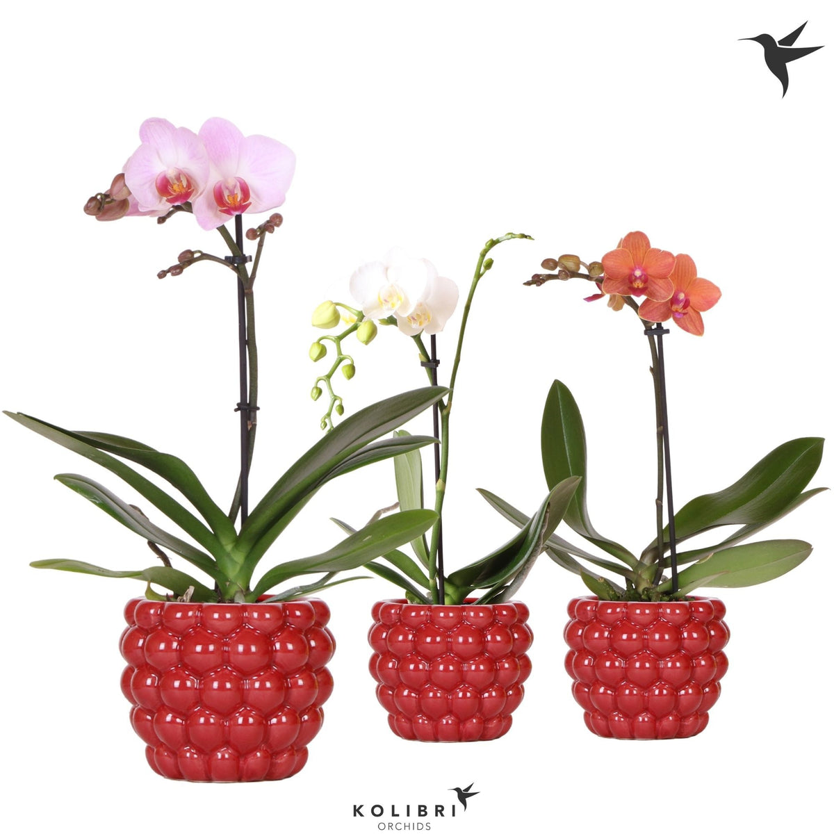 Phalaenopsis mix 40cm 9cm Pot