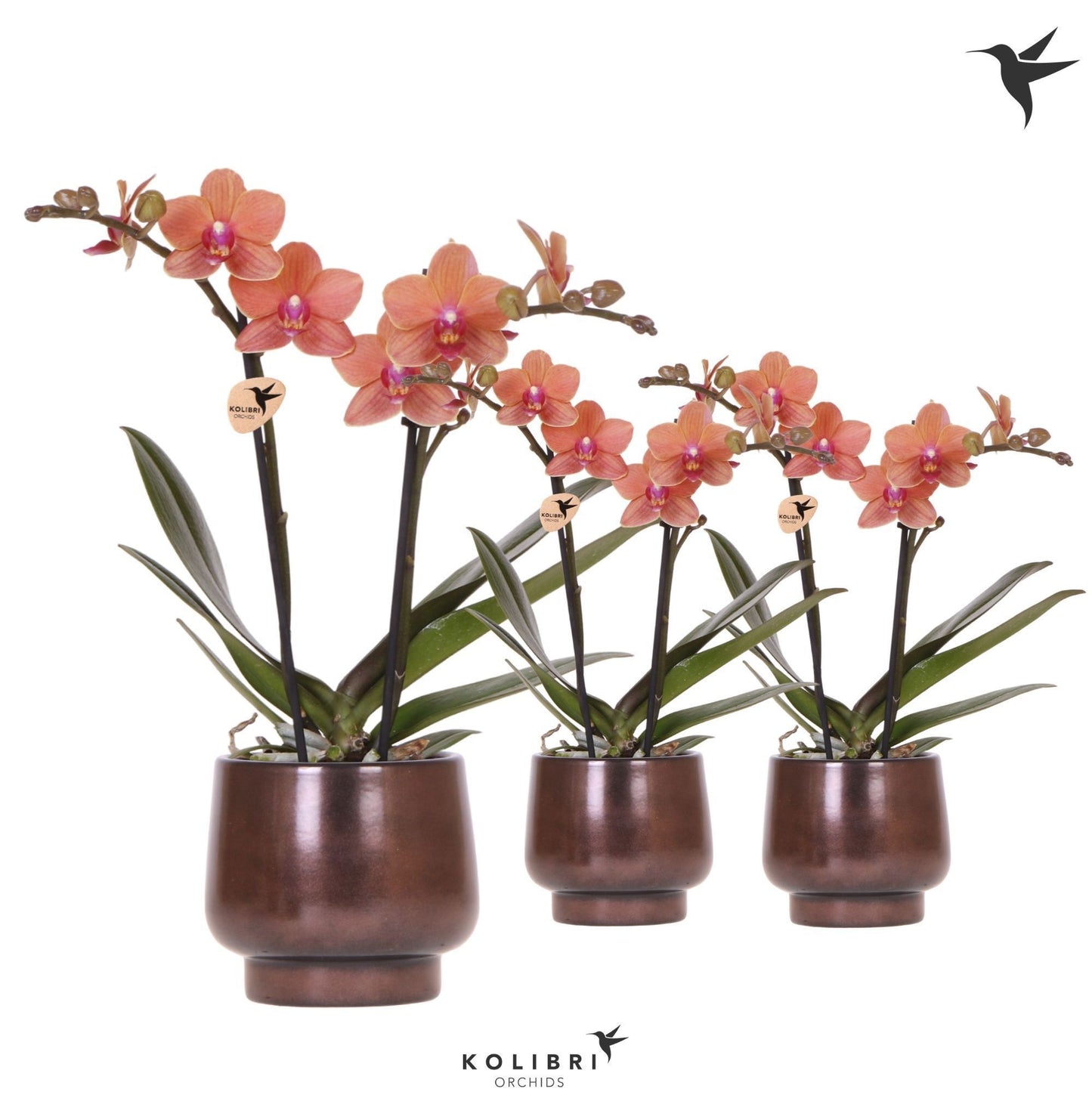 Phalaenopsis Orange 40cm 9cm Pot