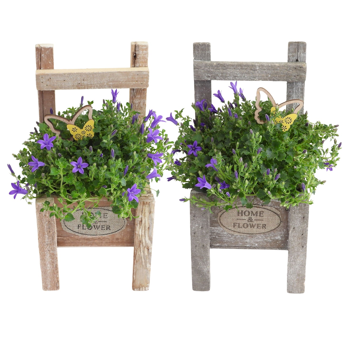 Campanula Appeal Deep Blue 30cm 15cm Pot