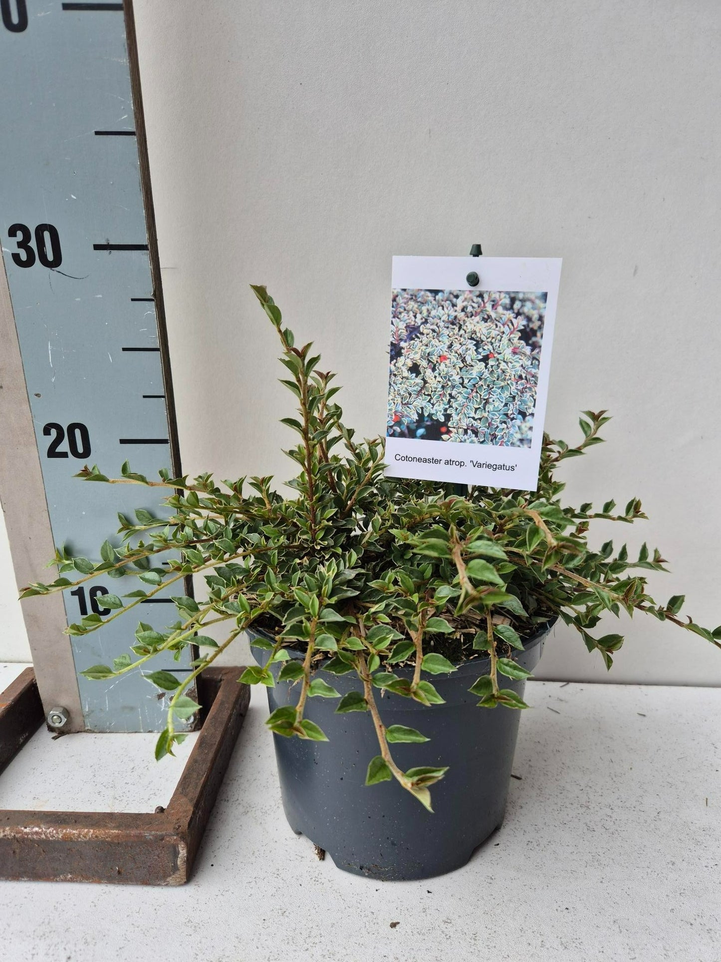 Roessel Tuinpl. VOF, B. v. Cotoneaster atr. Variegatus Pack of 1