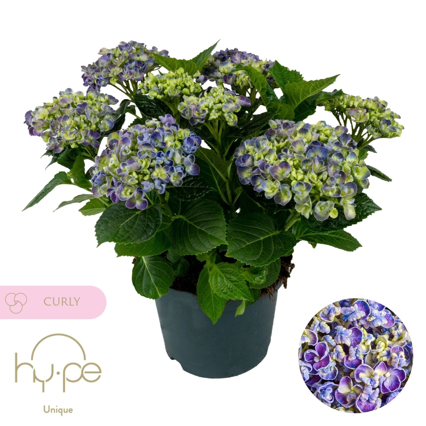Hydrangea macr. Curly Wurly blue 45cm 23cm Pot