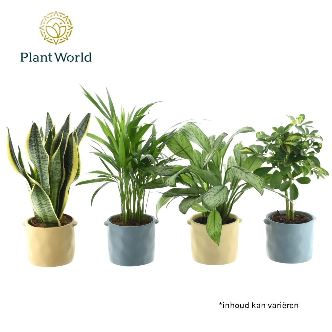Groenmix Jamaica 14 cm in pot Charlotte 45cm 14cm Pot