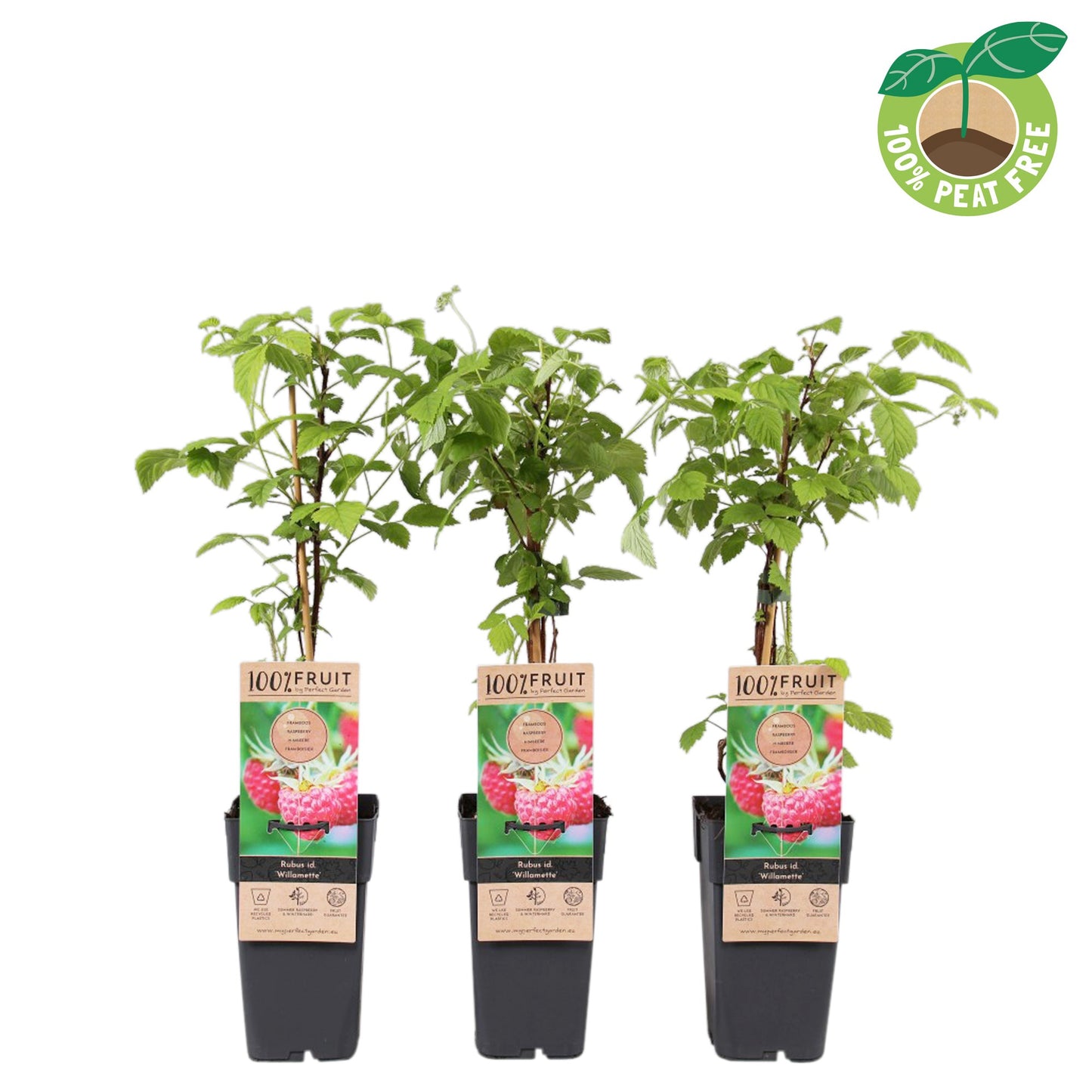 Rubus idaeus Willamette (Raspberry) 50cm 15cm Pot