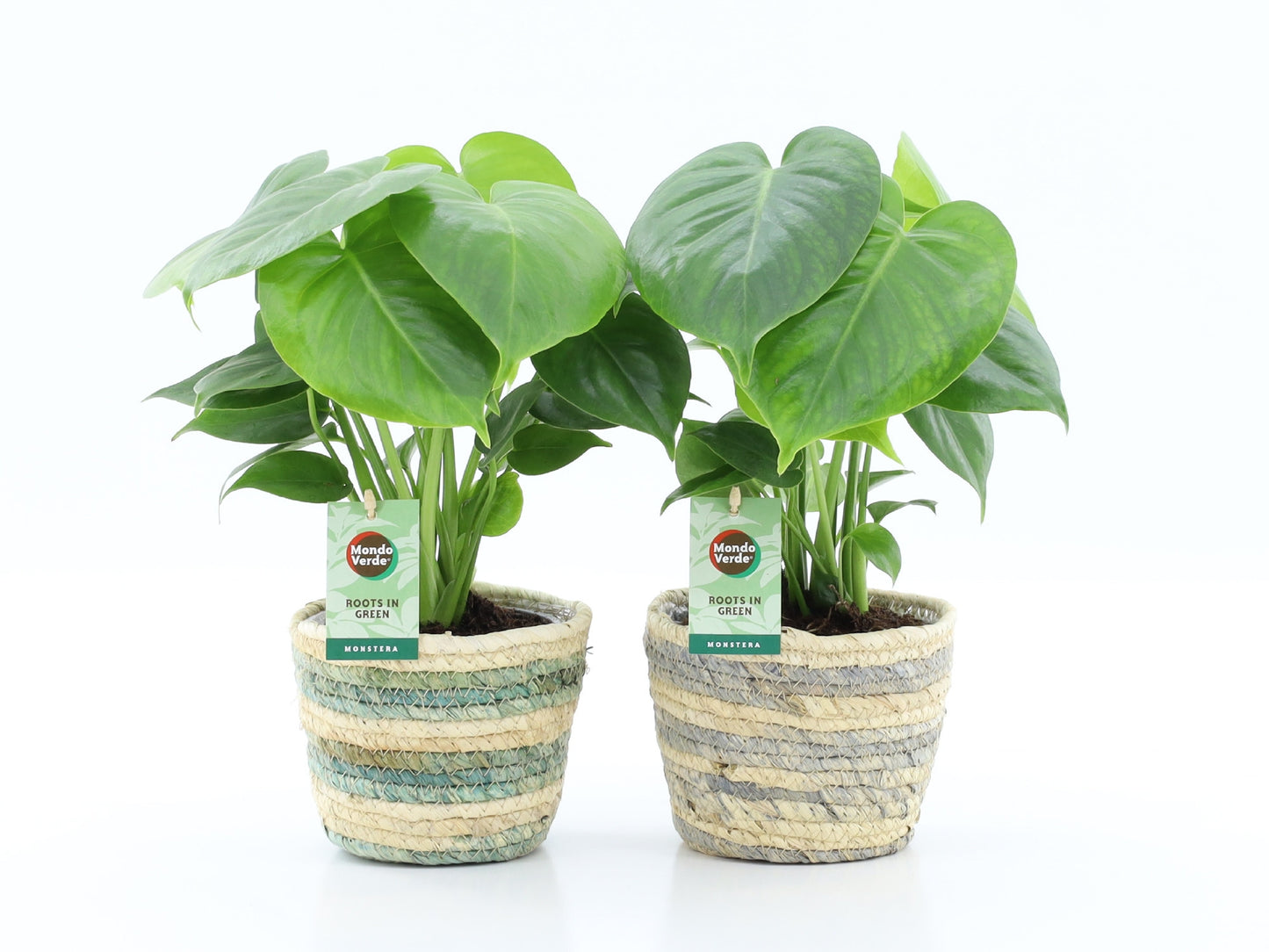 Monstera deliciosa 40cm 14cm Pot