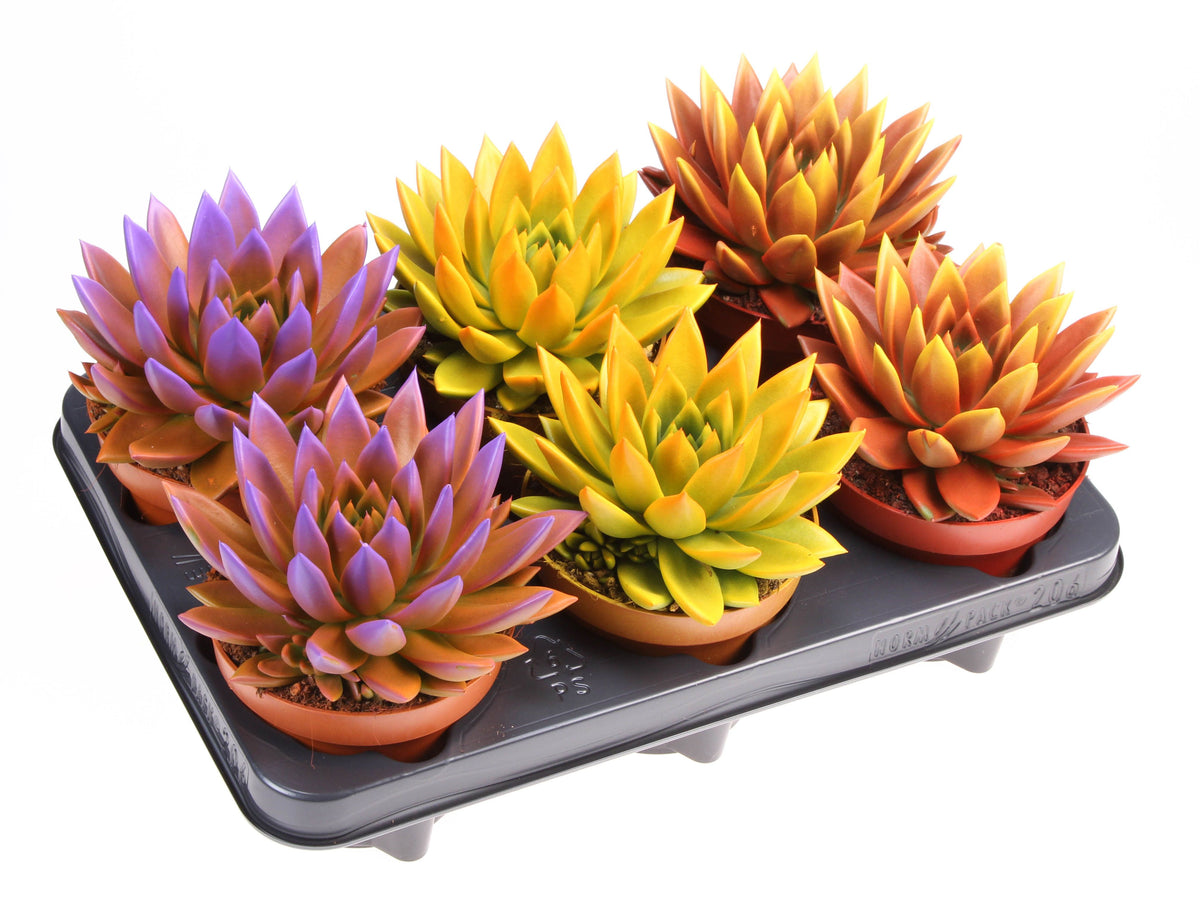 Rainbow bicolor 15cm 12cm Pot