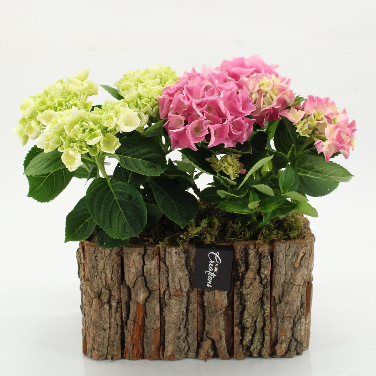 Hydrangea arrangement 35cm 26cm Pot