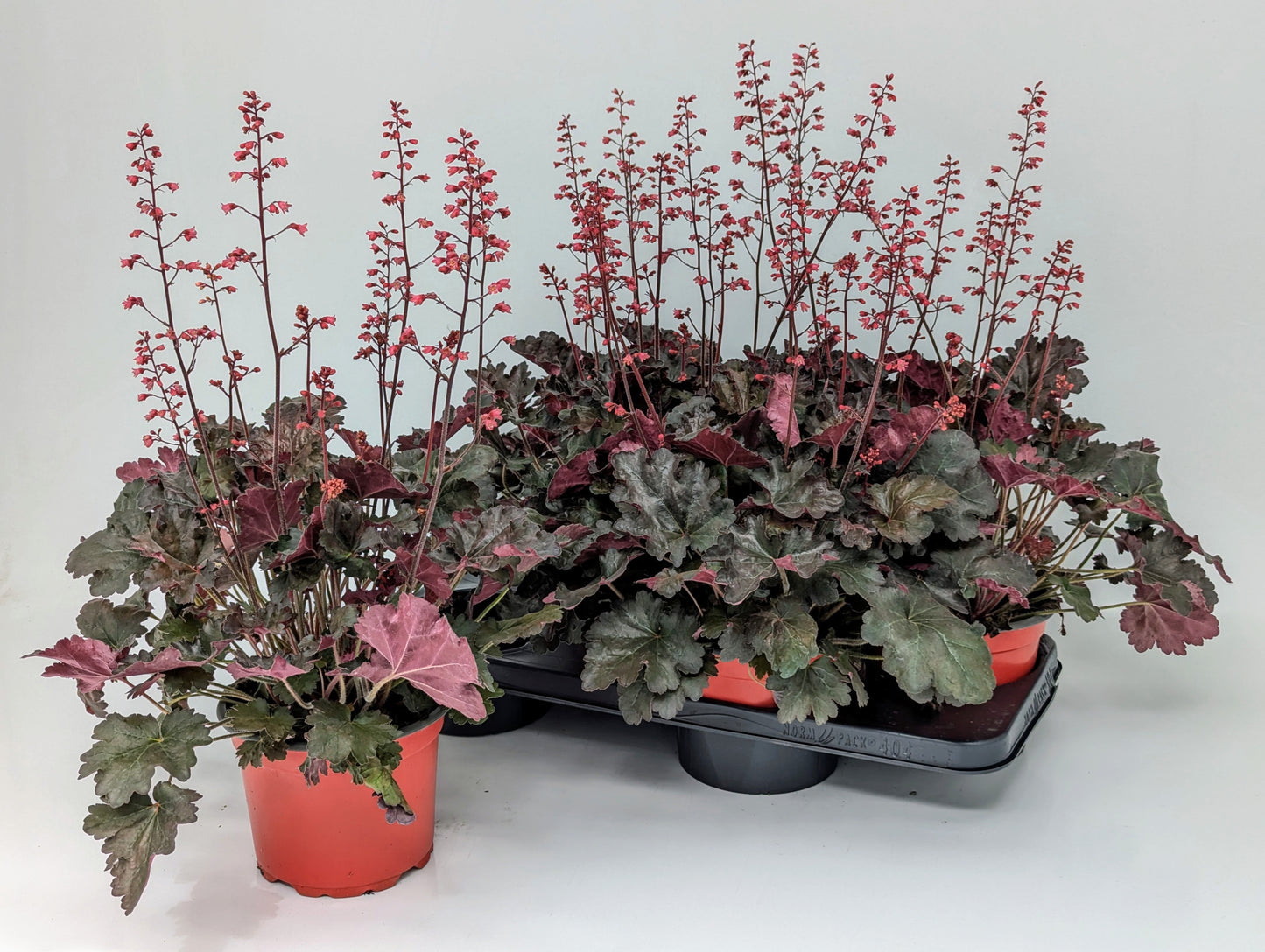 Heuchera hybrid 55cm 17cm Pot