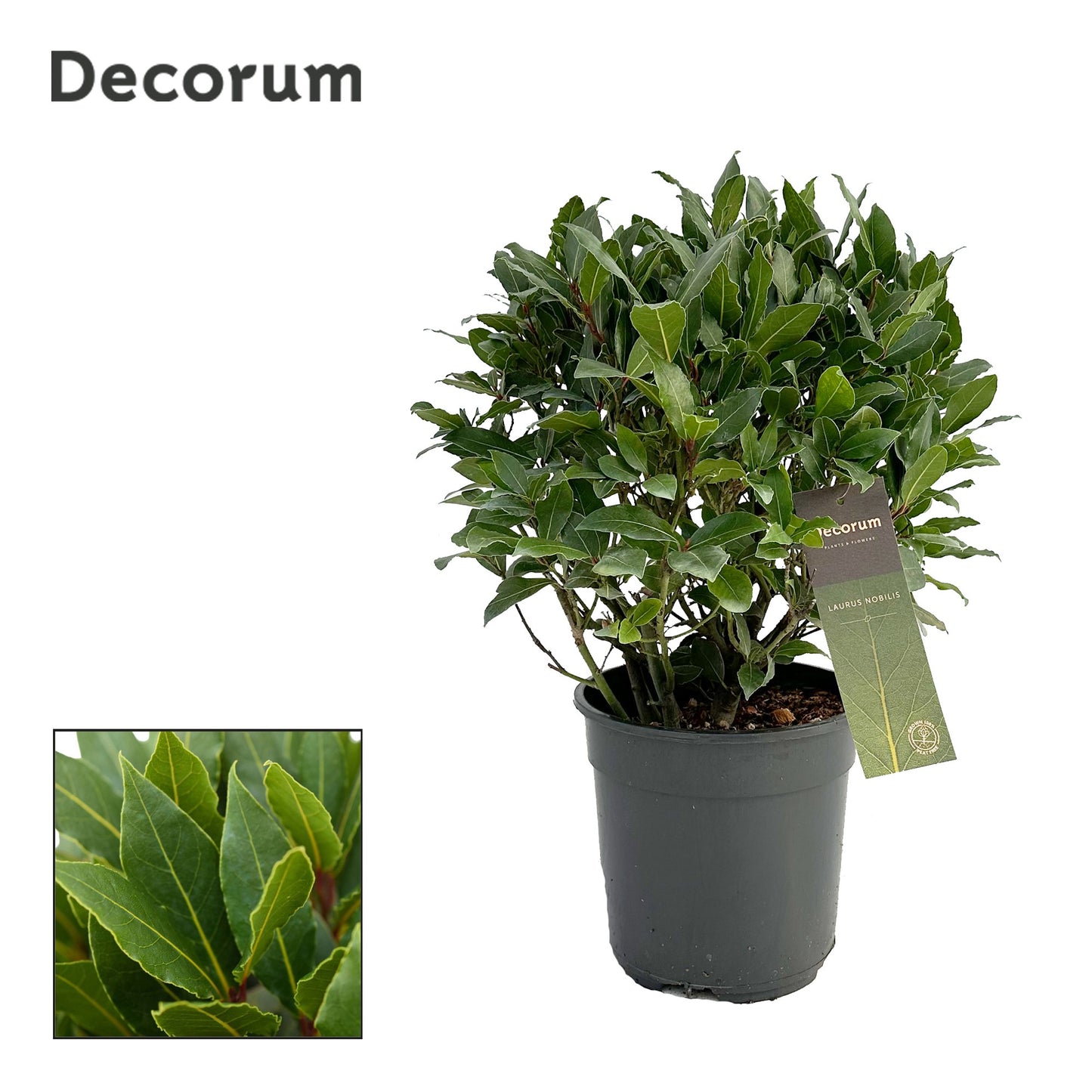 Laurus nobilis 50cm 20cm Pot
