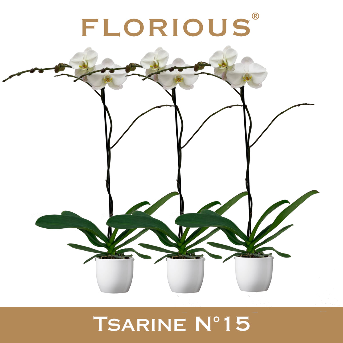 Phalaenopsis white 110cm 15cm Pot