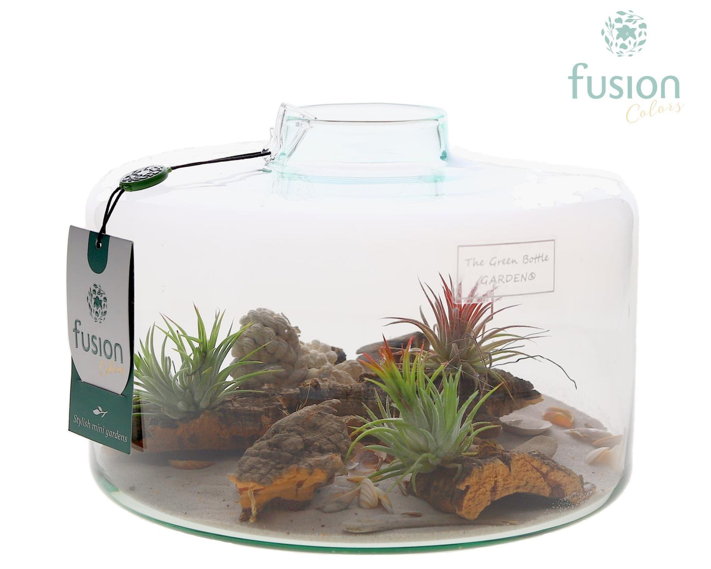 arr. Tillandsia 15cm 23cm Pot