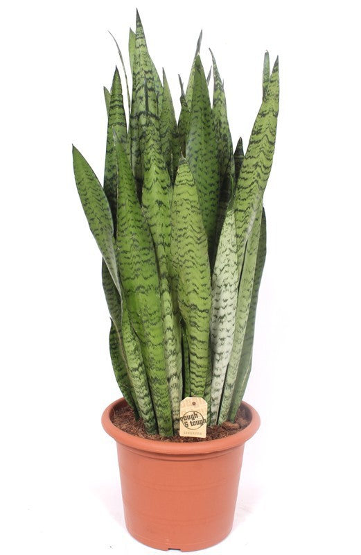 Sansevieria Zeylanica 95cm 30cm Pot