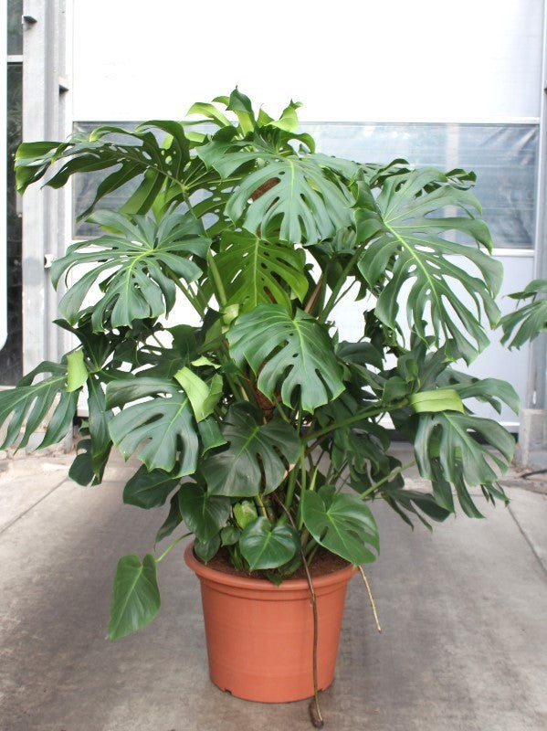 Monstera deliciosa 190cm 55cm Pot
