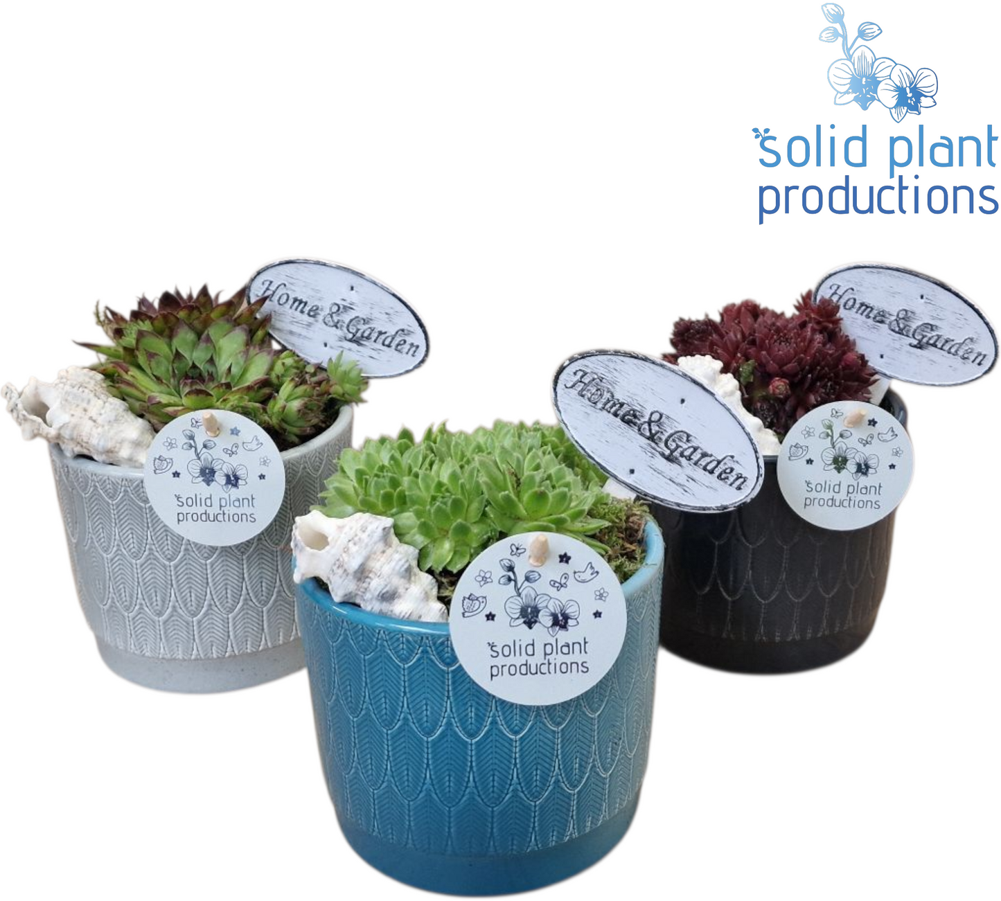 SMP001 Ariël Navy Sempervivum 17cm 12cm Pot