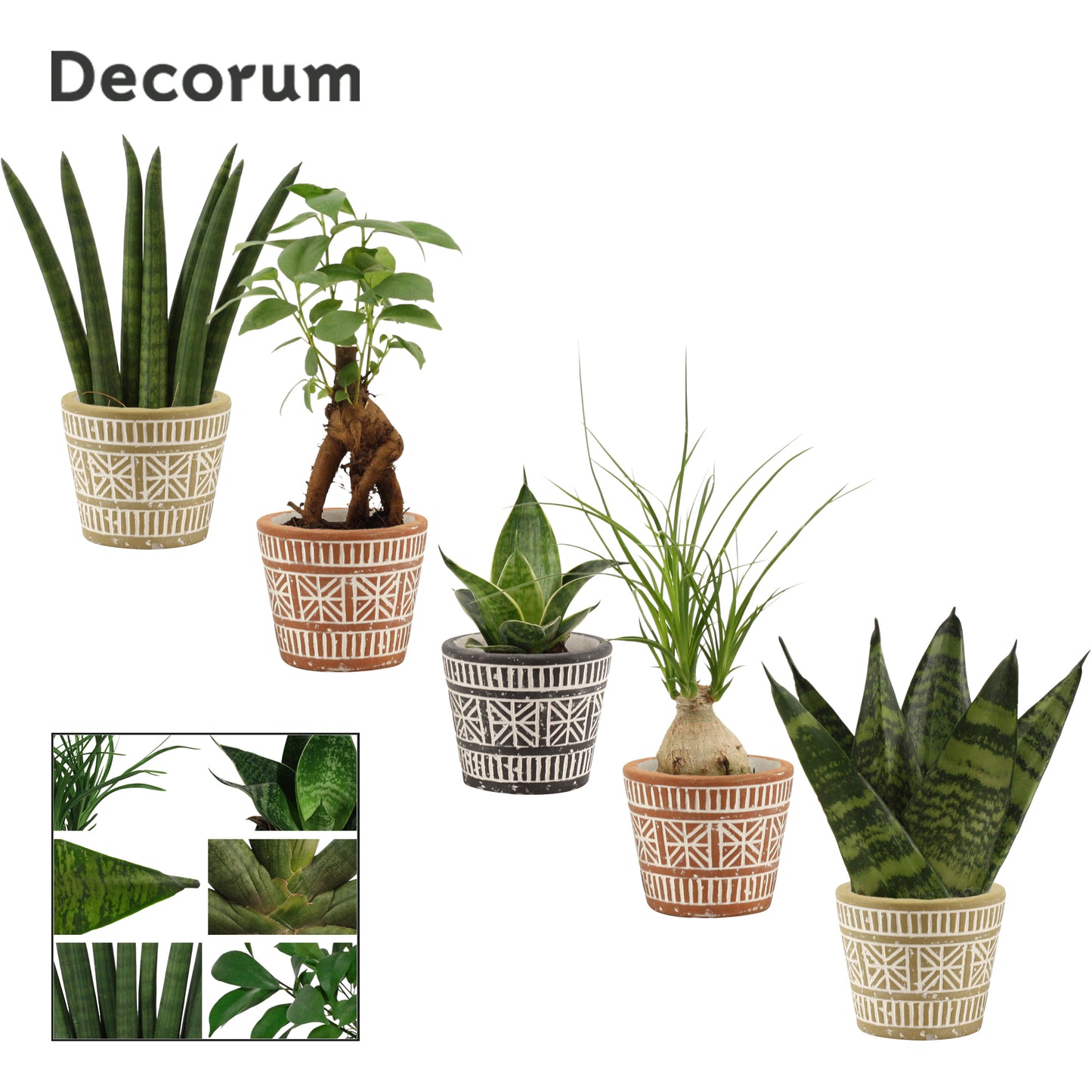 Duijn-Hove BV, kwekerij Foliage houseplants mix Pack of 15