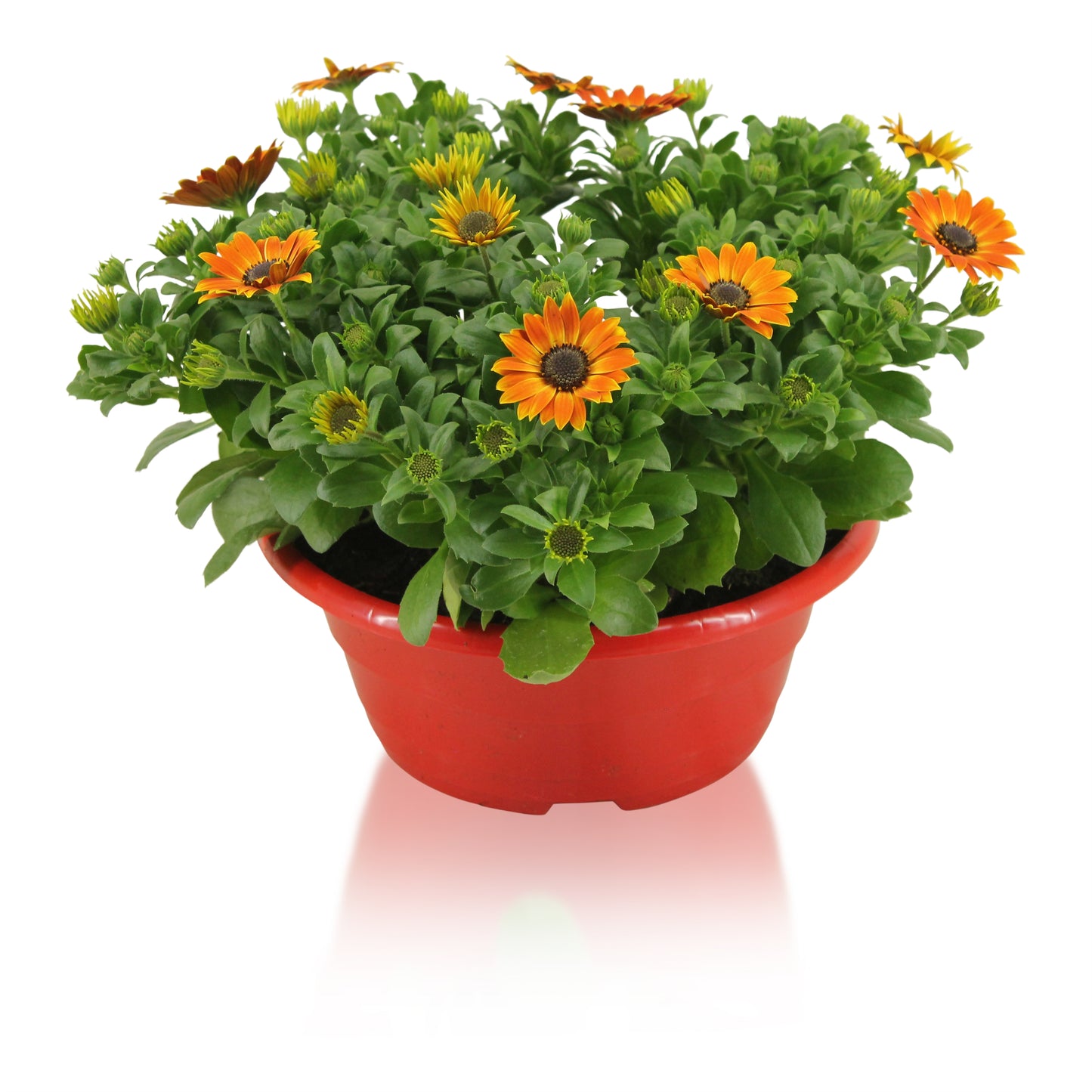 Osteospermum Margarita Orange Flare 27cm 23cm Pot