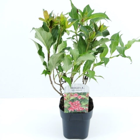 Weigela flor. Red Prince 40cm 17cm Pot