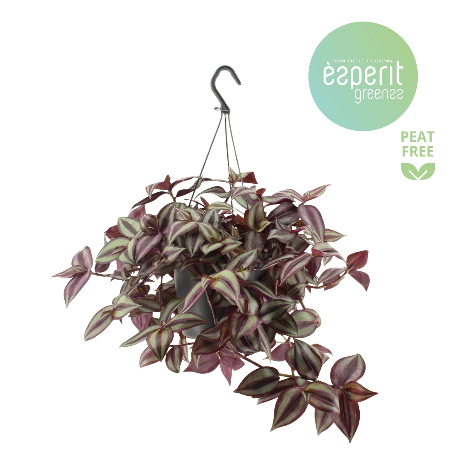 Tradescantia zebrina 25cm 17cm Pot
