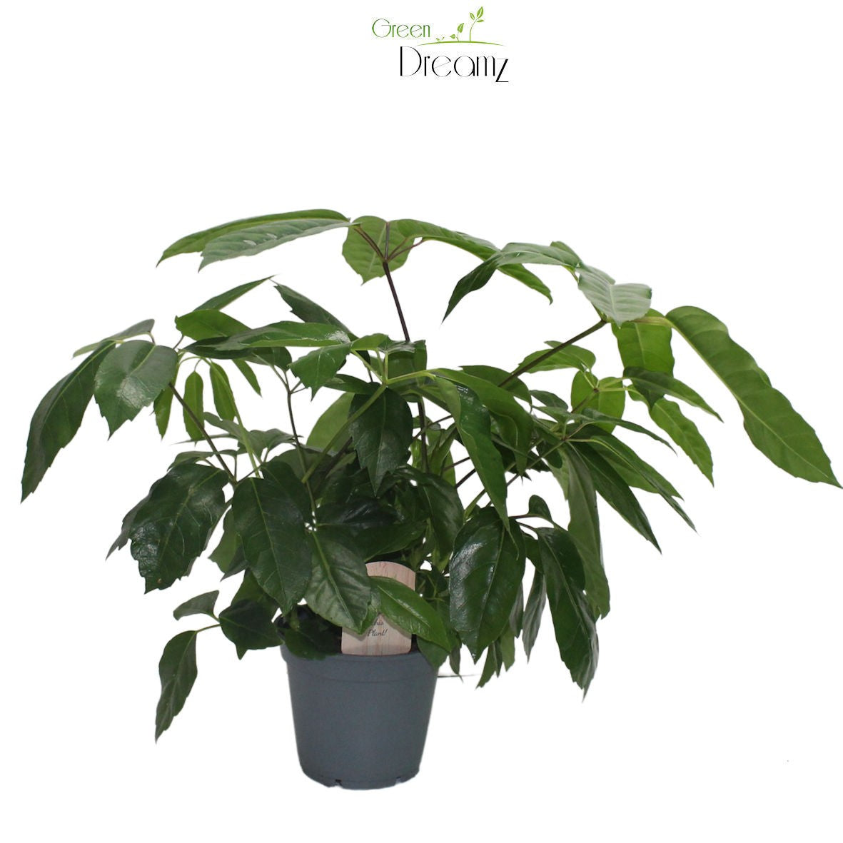 Schefflera actinophylla 50cm 17cm Pot