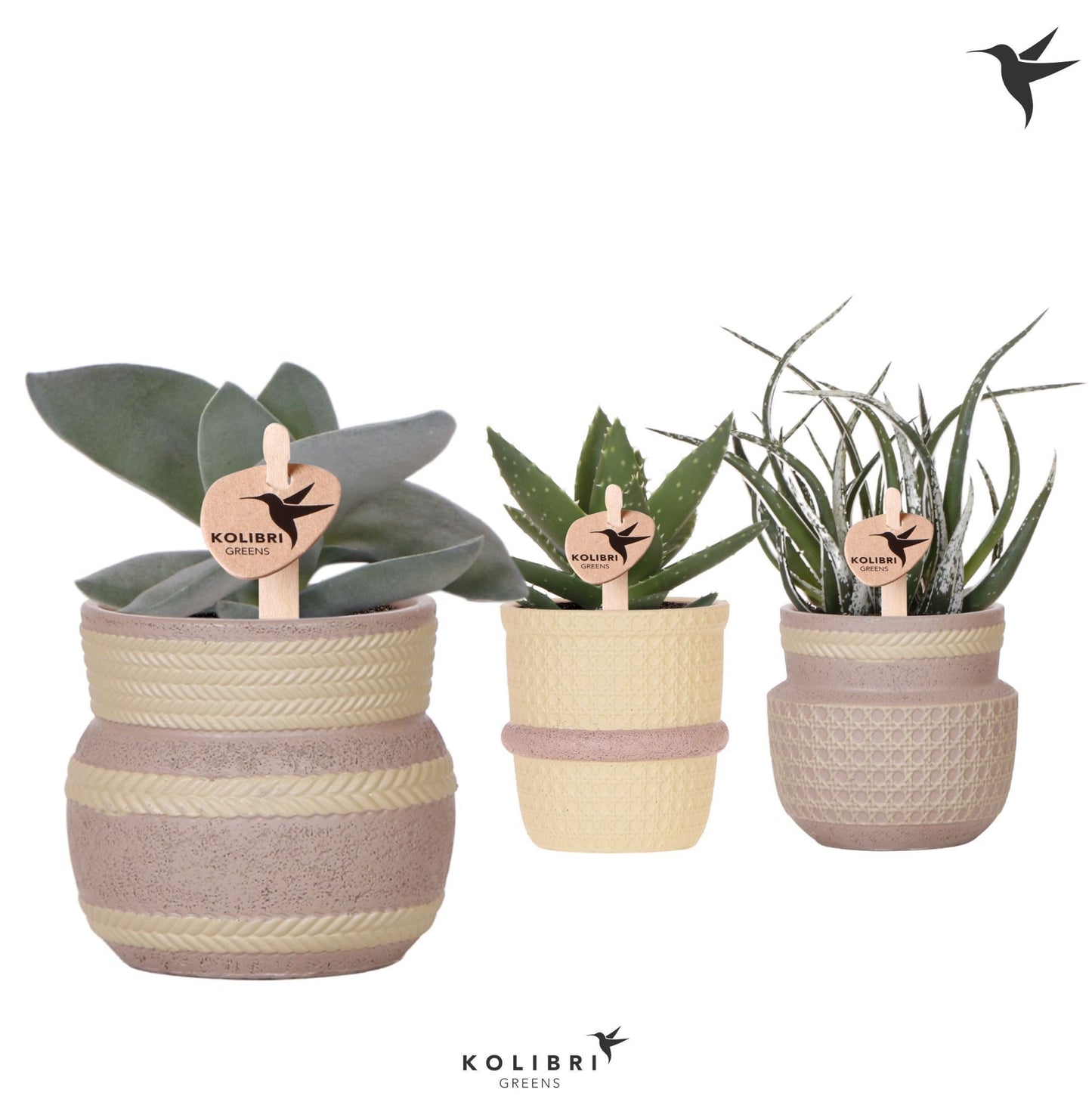 OK Plant Succulenten mix (+ drp.Ethnic) Pack of 6