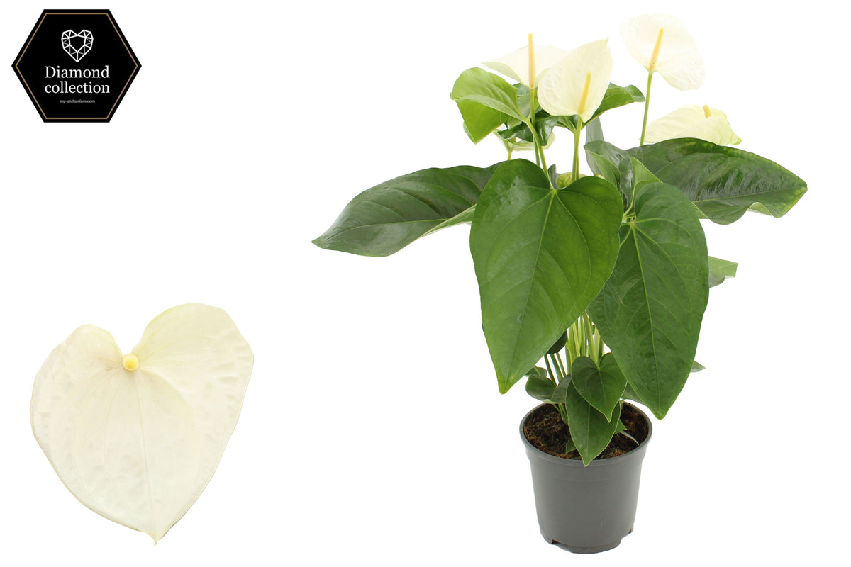 Anthurium Alaska 57cm 17cm Pot