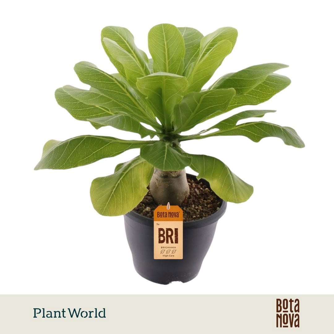Brighamia Hawaiian Palm 45cm 21cm Pot