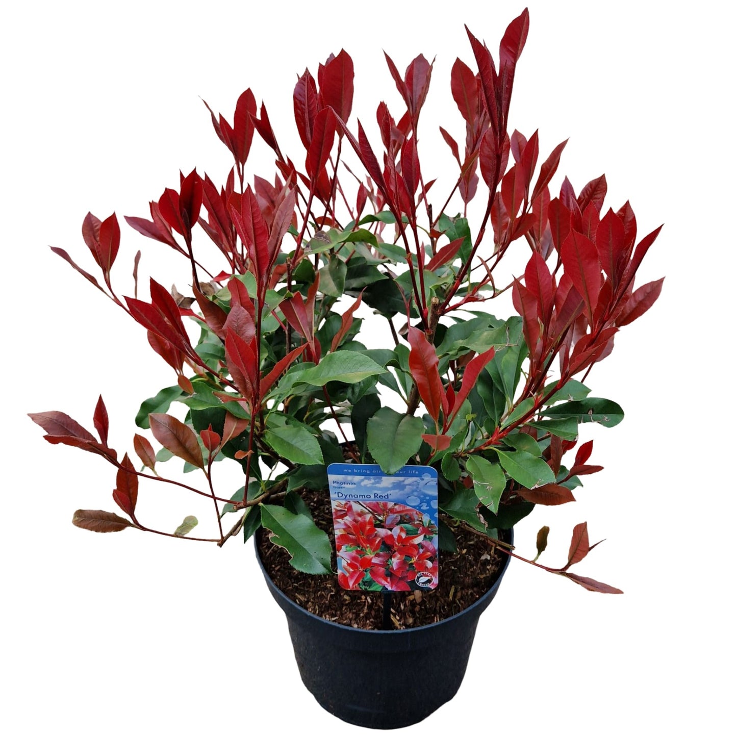 Photinia fraseri mix 50cm 26cm Pot