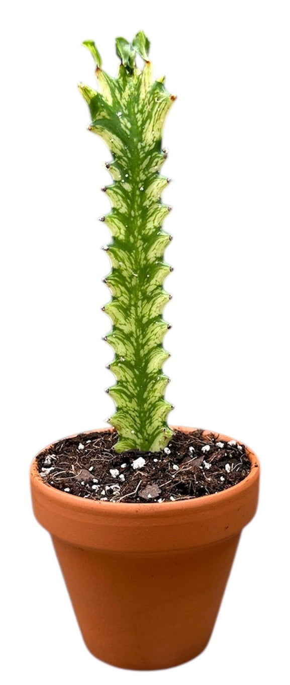Euphorbia Lactea Variegata 15cm 8cm Pot