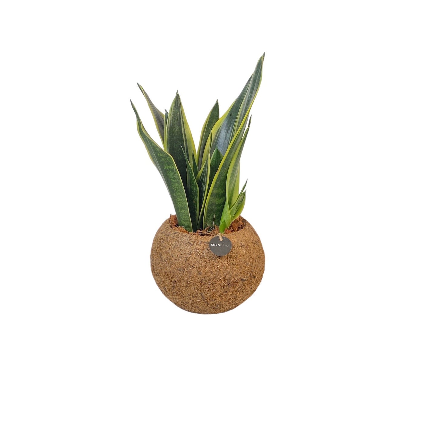 Sansevieria Futura Superba 30cm 15cm Pot
