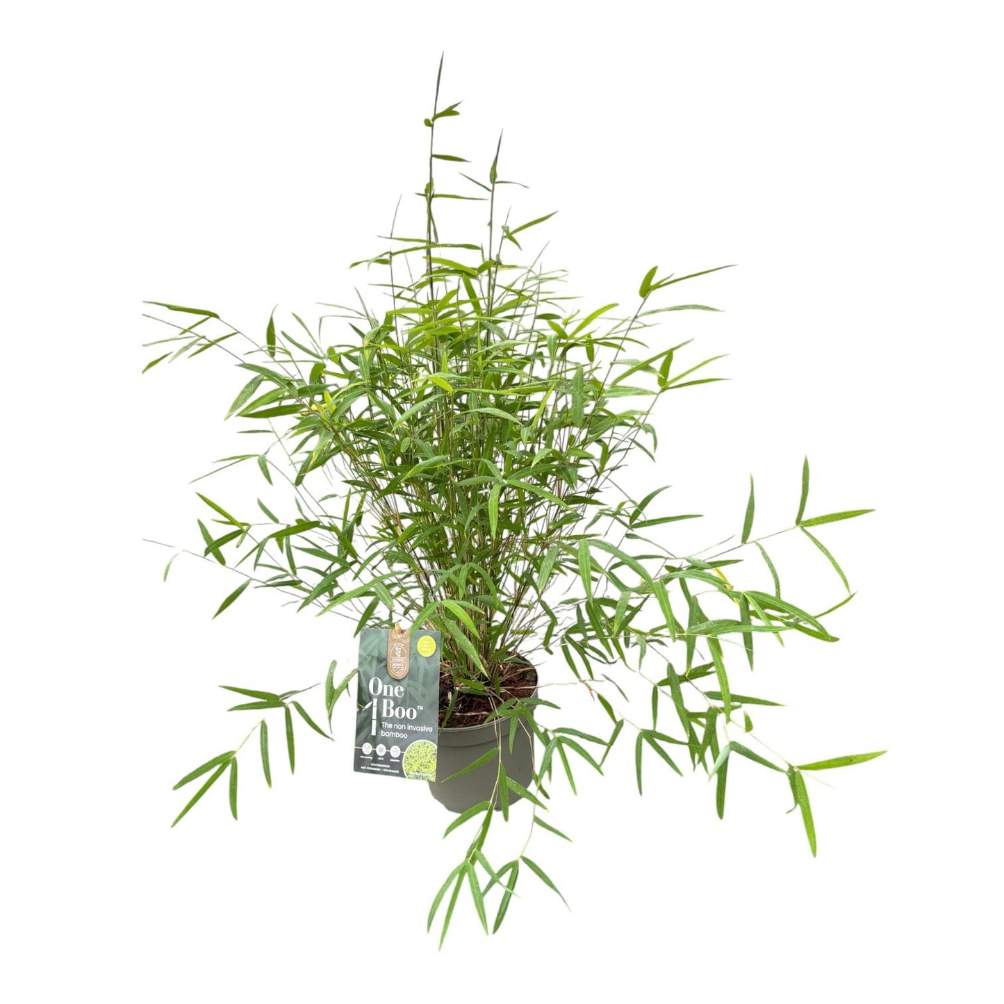 Fargesia 50cm 17cm Pot