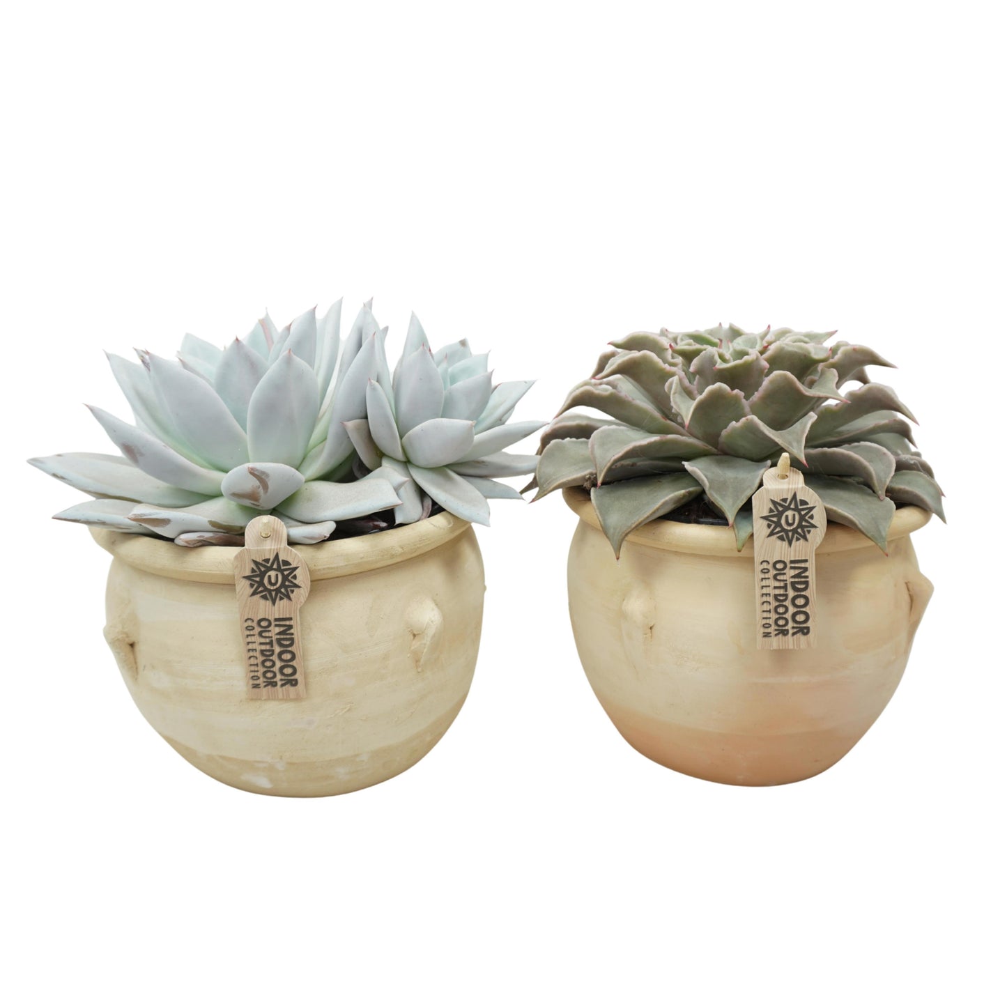 Echeveria mix 25cm 17cm Pot
