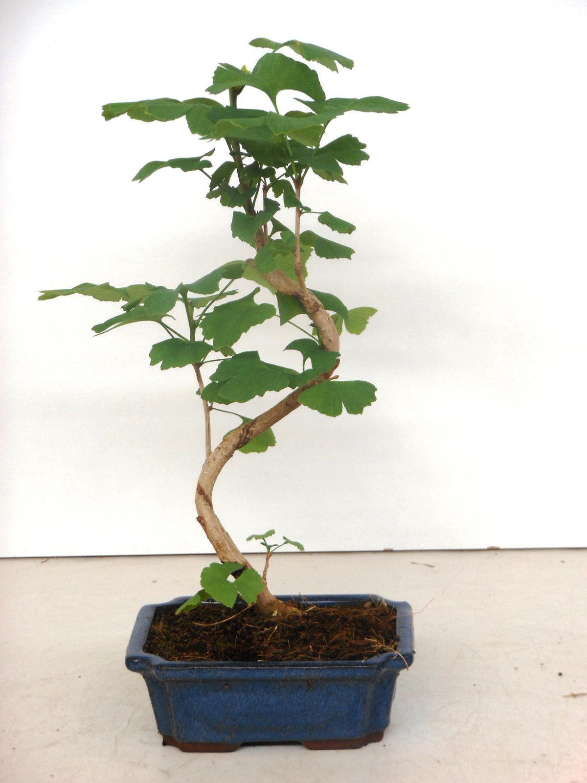 Ginkgo Little Emperor 35cm 19cm Pot