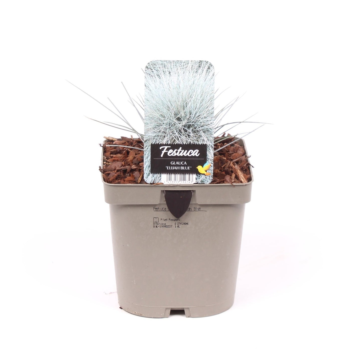 Vredebest, Kwekerij Festuca Elijah Blue Pack of 6