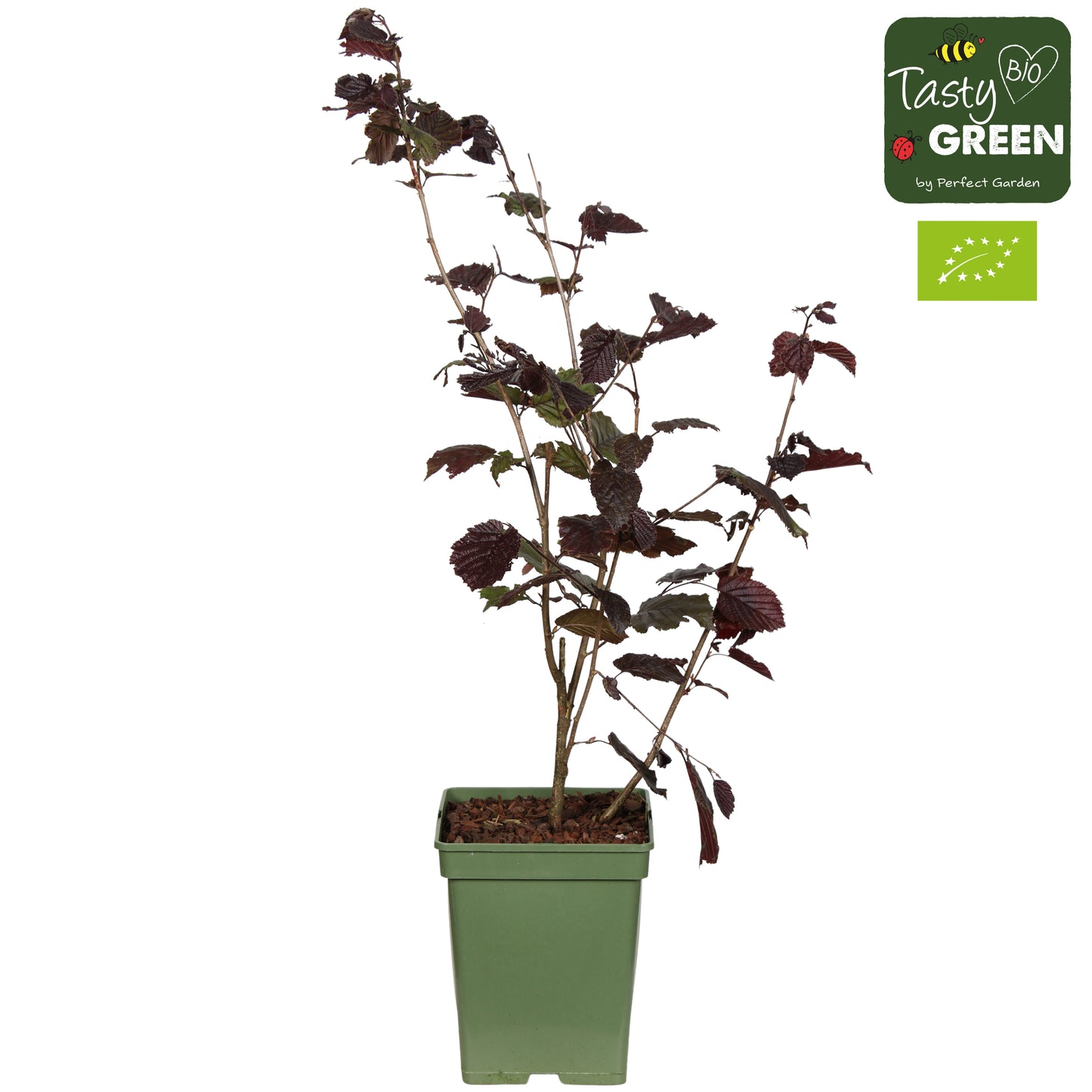 Corylus Rode Zellernoot 100cm 23cm Pot