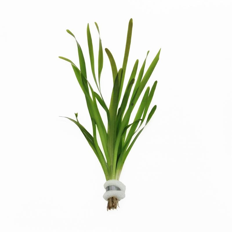 Vallisneria asiatica 5cm 2cm Pot