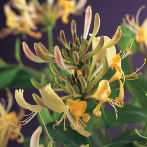 Lonicera periclymenum 40cm 11cm Pot