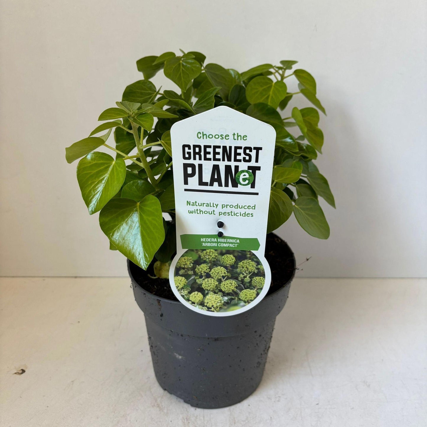 Hedera hibernica Arbori Compacta (Irish Ivy) 17cm Pot