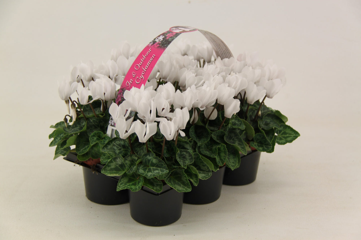 Valk BV Patioplant Cyclamen Verano Mix Pack of 1