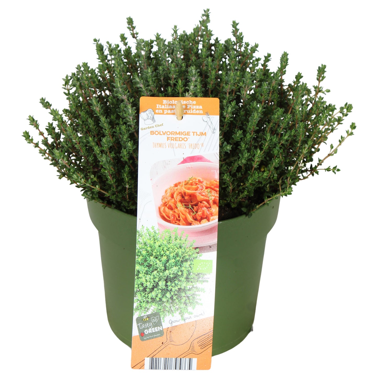 Thymus vulgaris (Thyme) 30cm 14cm Pot