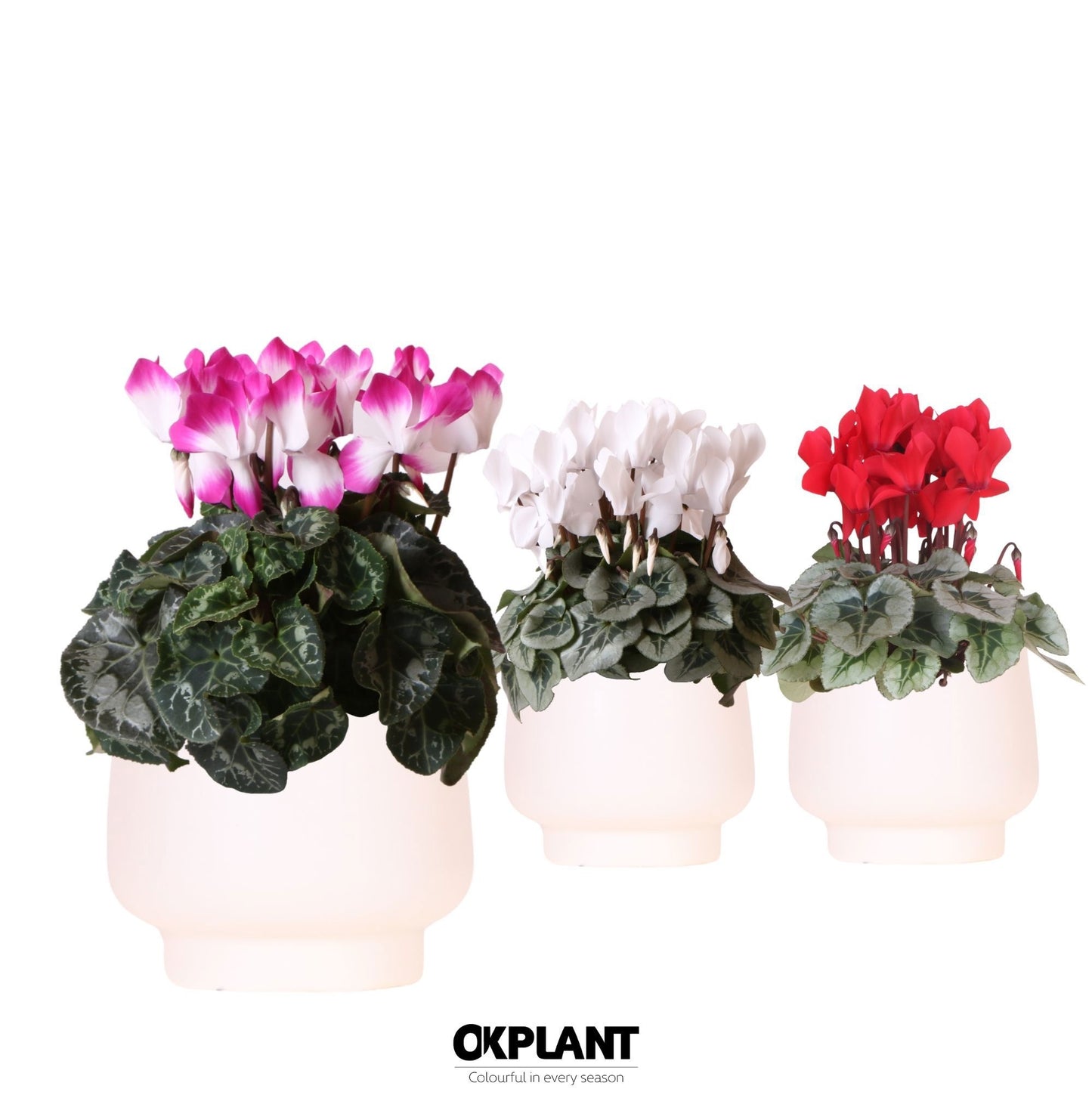 Cyclamen midi 25cm 12cm Pot