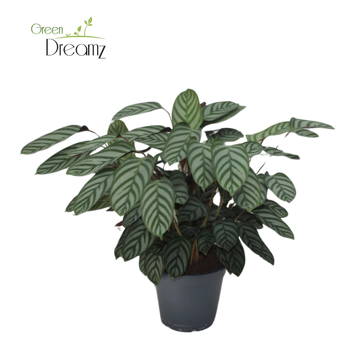 Ctenanthe oppenheimiana 55cm 17cm Pot