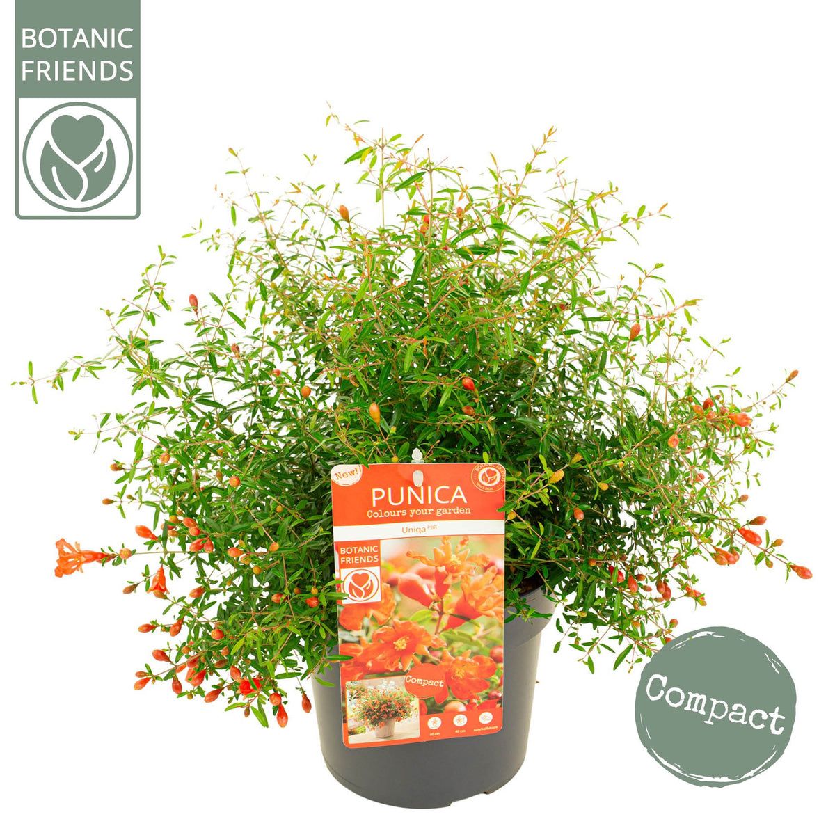 Punica granatum 50cm 19cm Pot