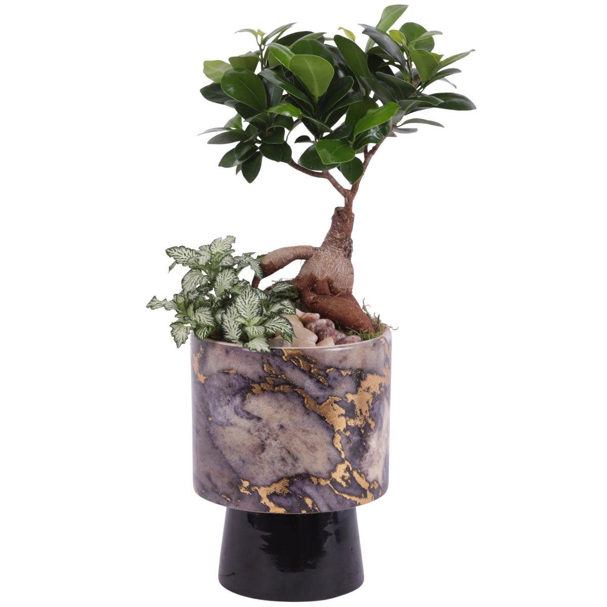 Indoor arrangement 35cm 14cm Pot