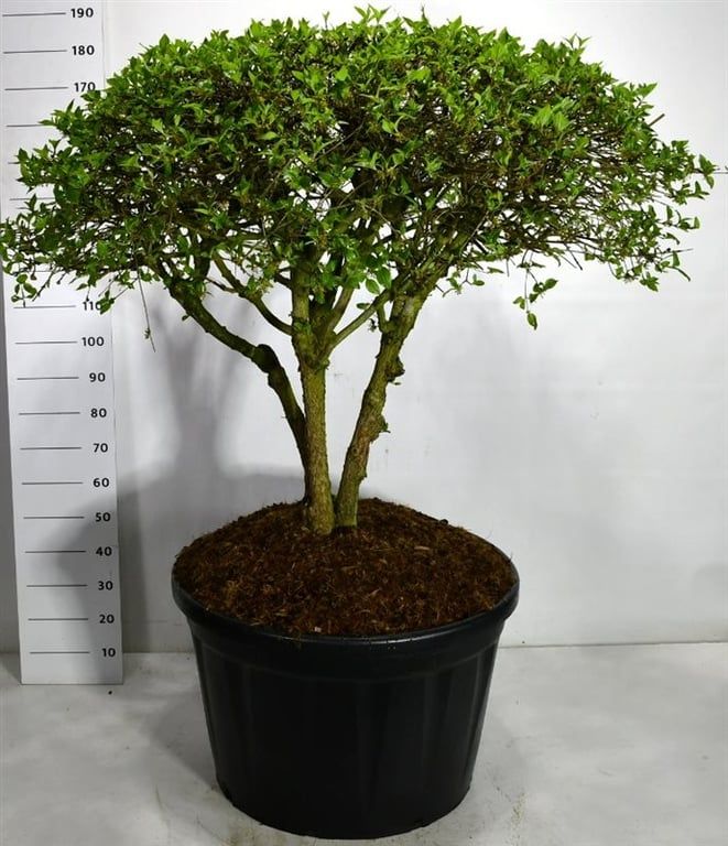 Cornus mas 200cm 80cm Pot