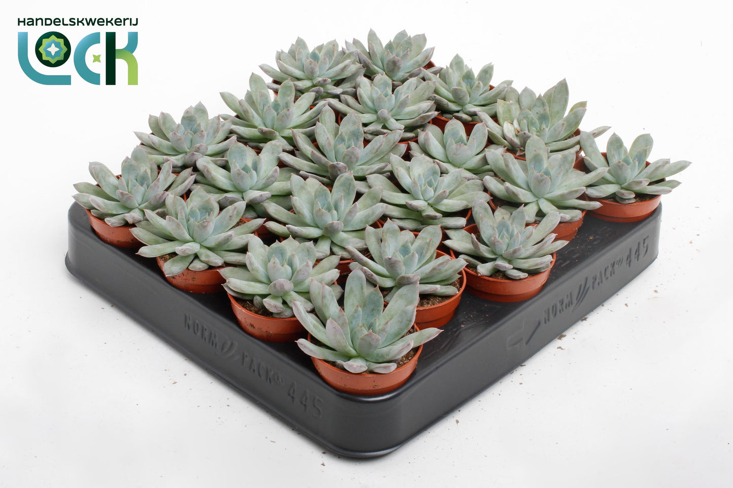Echeveria Pelisuda 8cm 5.5cm Pot