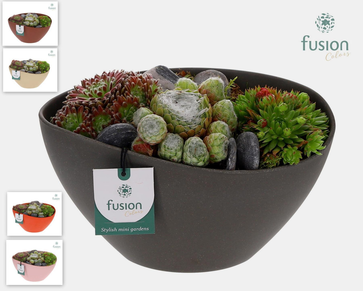 Sempervivum arrangement 15cm 24cm Pot