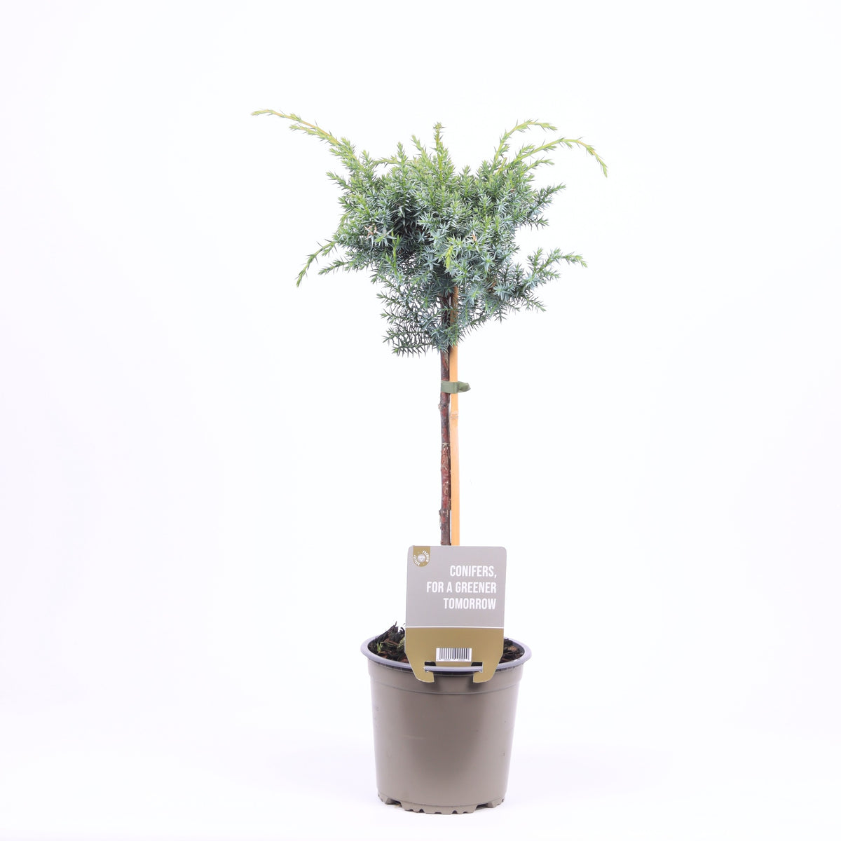 Juniperus Blue Alps 65cm 15cm Pot