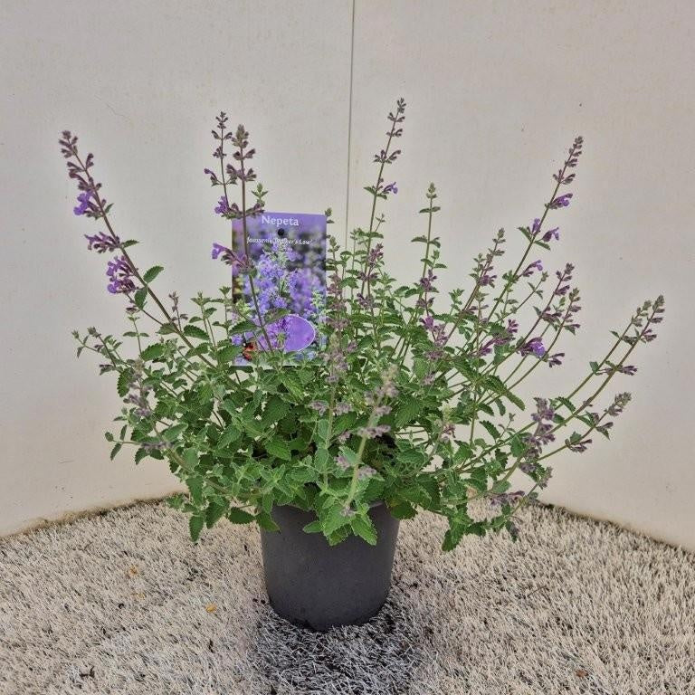 About Plants Zundert BV Nepeta faa. Walker's Low Pack of 1