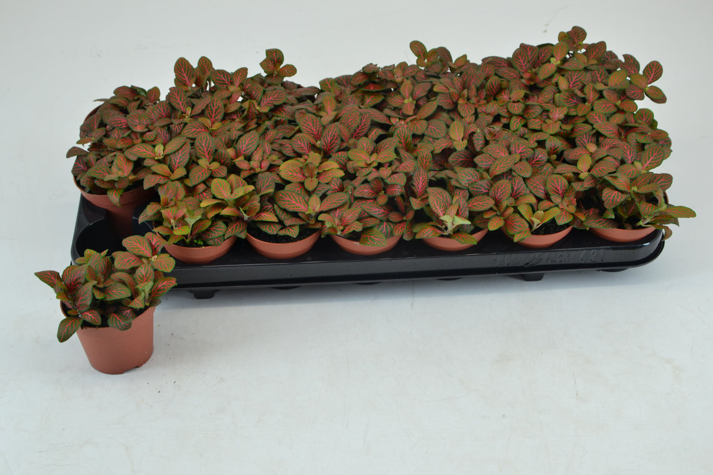 Fittonia Joly Josan 12cm Special Pot (508)