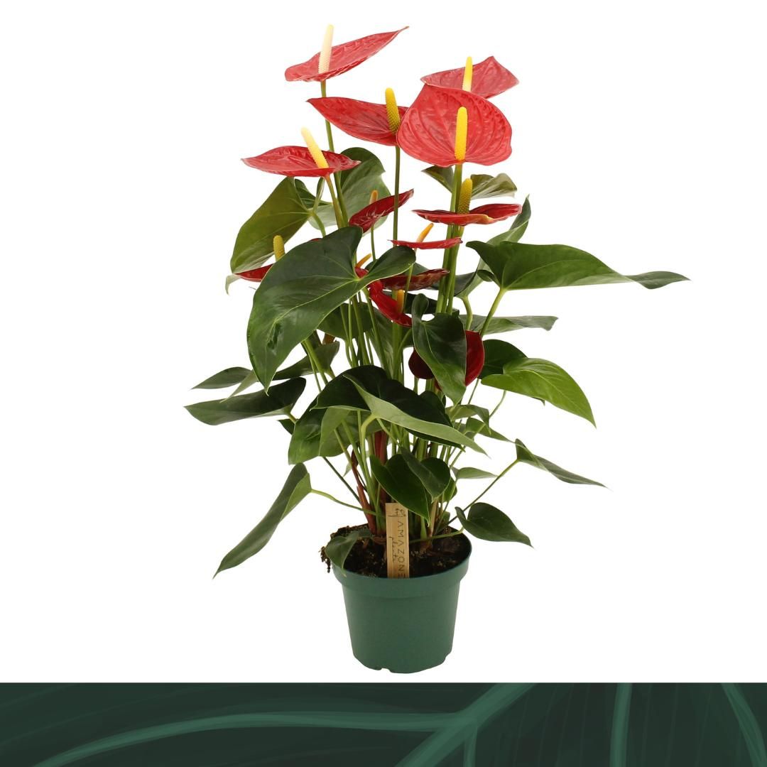 Amazoneplants BV Anthurium Tremendo Pack of 7